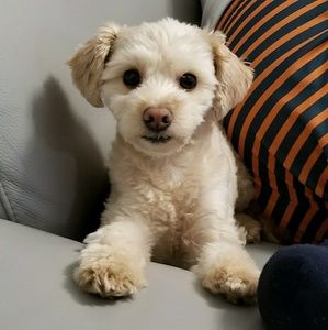 Meet your Posher, Elsa